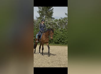 Deutsches Sportpferd, Wallach, 3 Jahre, 167 cm, Brauner