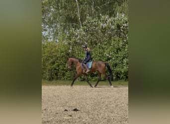 Deutsches Sportpferd, Wallach, 3 Jahre, 167 cm, Brauner