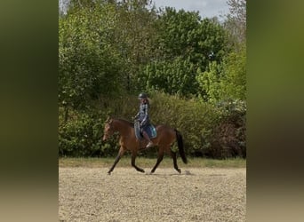 Deutsches Sportpferd, Wallach, 3 Jahre, 167 cm, Brauner