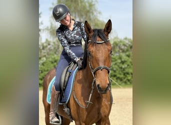 Deutsches Sportpferd, Wallach, 3 Jahre, 167 cm, Brauner