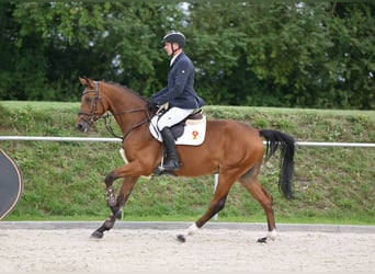 Deutsches Sportpferd, Wallach, 3 Jahre, 167 cm, Brauner