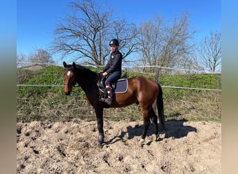 Deutsches Sportpferd, Wallach, 3 Jahre, 167 cm, Brauner