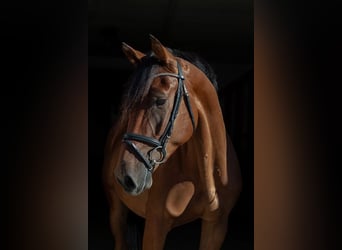 Deutsches Sportpferd, Wallach, 3 Jahre, 167 cm, Brauner