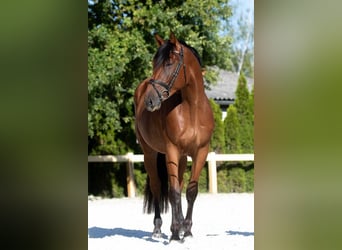 Deutsches Sportpferd, Wallach, 3 Jahre, 167 cm, Brauner