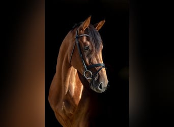 Deutsches Sportpferd, Wallach, 3 Jahre, 167 cm, Brauner