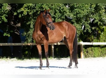 Deutsches Sportpferd, Wallach, 3 Jahre, 167 cm, Brauner