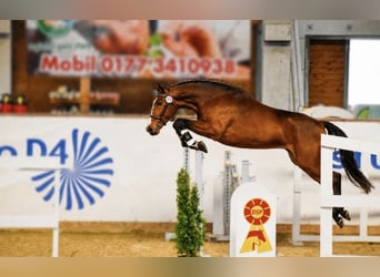 Deutsches Sportpferd, Wallach, 3 Jahre, 167 cm, Brauner