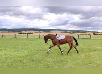 Deutsches Sportpferd, Wallach, 3 Jahre, 167 cm, Brauner