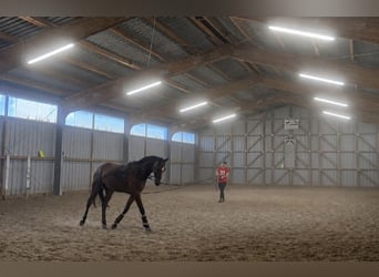Deutsches Sportpferd, Wallach, 3 Jahre, 167 cm, Brauner