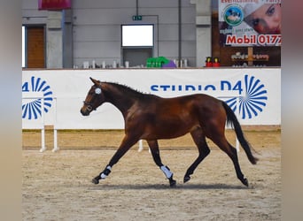 Deutsches Sportpferd, Wallach, 3 Jahre, 167 cm, Brauner