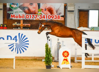 Deutsches Sportpferd, Wallach, 3 Jahre, 167 cm, Brauner