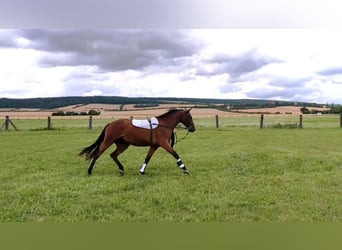 Deutsches Sportpferd, Wallach, 3 Jahre, 167 cm, Brauner