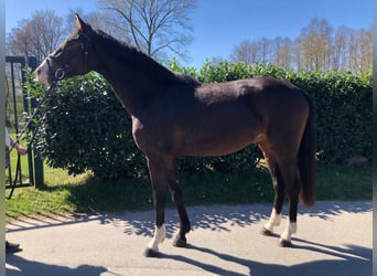 Deutsches Sportpferd, Wallach, 3 Jahre, 167 cm, Brauner