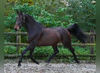 Deutsches Sportpferd, Wallach, 3 Jahre, 167 cm