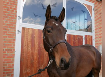 Deutsches Sportpferd, Wallach, 3 Jahre, 167 cm