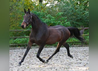 Deutsches Sportpferd, Wallach, 3 Jahre, 167 cm