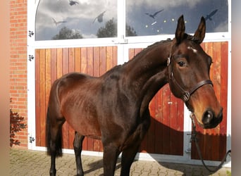 Deutsches Sportpferd, Wallach, 3 Jahre, 167 cm