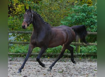 Deutsches Sportpferd, Wallach, 3 Jahre, 167 cm