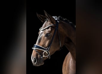 Deutsches Sportpferd, Wallach, 3 Jahre, 167 cm, Dunkelbrauner