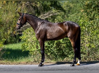 Deutsches Sportpferd, Wallach, 3 Jahre, 167 cm, Dunkelbrauner
