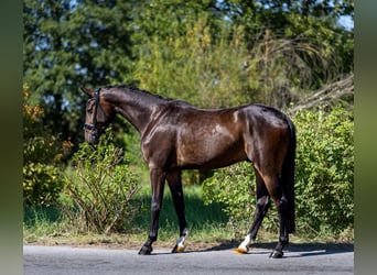 Deutsches Sportpferd, Wallach, 3 Jahre, 167 cm, Dunkelbrauner