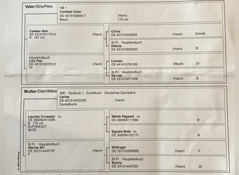 Deutsches Sportpferd, Wallach, 3 Jahre, 167 cm, Fuchs