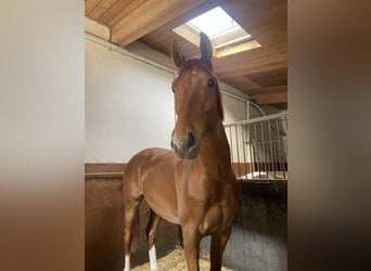 Deutsches Sportpferd, Wallach, 3 Jahre, 167 cm, Fuchs