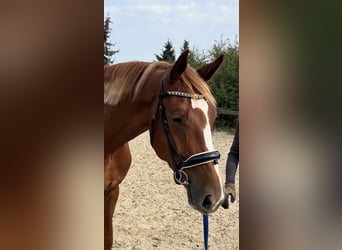 Deutsches Sportpferd, Wallach, 3 Jahre, 167 cm, Fuchs