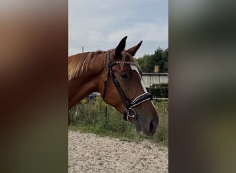 Deutsches Sportpferd, Wallach, 3 Jahre, 167 cm, Fuchs