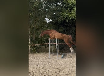 Deutsches Sportpferd, Wallach, 3 Jahre, 167 cm, Fuchs