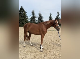 Deutsches Sportpferd, Wallach, 3 Jahre, 167 cm, Fuchs