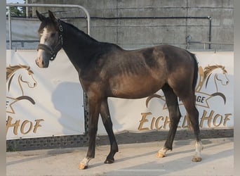 Deutsches Sportpferd, Wallach, 3 Jahre, 167 cm, Schimmel