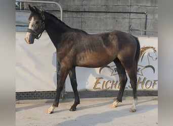 Deutsches Sportpferd, Wallach, 3 Jahre, 167 cm, Schimmel