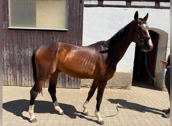 Deutsches Sportpferd, Wallach, 3 Jahre, 168 cm, Brauner