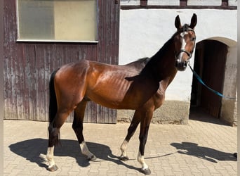 Deutsches Sportpferd, Wallach, 3 Jahre, 168 cm, Brauner