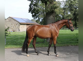 Deutsches Sportpferd, Wallach, 3 Jahre, 168 cm, Brauner