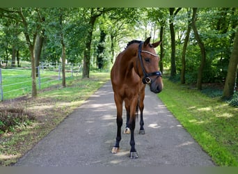 Deutsches Sportpferd, Wallach, 3 Jahre, 168 cm, Brauner