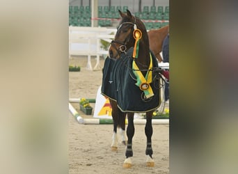 Deutsches Sportpferd, Wallach, 3 Jahre, 168 cm, Brauner