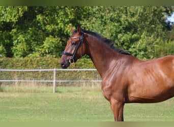 Deutsches Sportpferd, Wallach, 3 Jahre, 168 cm, Brauner