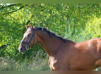 Deutsches Sportpferd, Wallach, 3 Jahre, 168 cm, Brauner