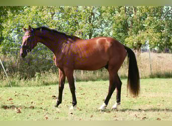 Deutsches Sportpferd, Wallach, 3 Jahre, 168 cm, Brauner