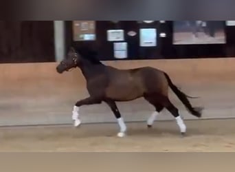 Deutsches Sportpferd, Wallach, 3 Jahre, 168 cm, Dunkelbrauner