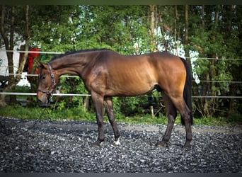 Deutsches Sportpferd, Wallach, 3 Jahre, 168 cm, Dunkelbrauner