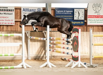 Deutsches Sportpferd, Wallach, 3 Jahre, 168 cm, Dunkelbrauner