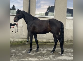 Deutsches Sportpferd, Wallach, 3 Jahre, 168 cm, Dunkelbrauner