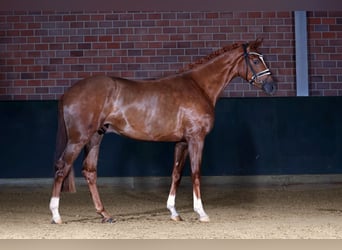 Deutsches Sportpferd, Wallach, 3 Jahre, 168 cm, Fuchs