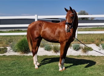 Deutsches Sportpferd, Wallach, 3 Jahre, 168 cm, Fuchs