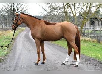 Deutsches Sportpferd, Wallach, 3 Jahre, 168 cm, Fuchs