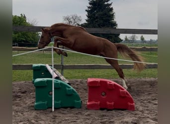 Deutsches Sportpferd, Wallach, 3 Jahre, 168 cm, Fuchs