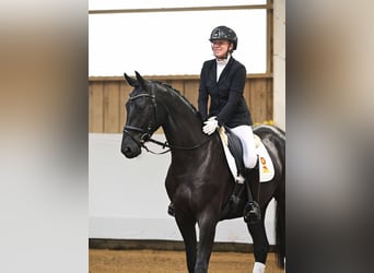 Deutsches Sportpferd, Wallach, 3 Jahre, 168 cm, Schwarzbrauner